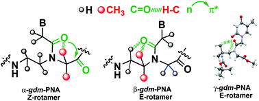 Graphical abstract: Gem-dimethyl peptide nucleic acid (α/β/γ-gdm-PNA) monomers: synthesis and the role of gdm-substituents in preferential stabilisation of Z/E-rotamers
