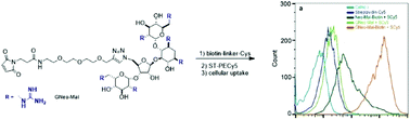 Graphical abstract: Guanidinoneomycin-maleimide molecular transporter: synthesis, chemistry and cellular uptake