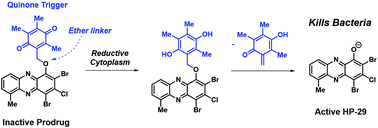 Graphical abstract: An ether-linked halogenated phenazine-quinone prodrug model for antibacterial applications