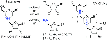 Graphical abstract: Tightly linked morpholino-nucleoside chimeras: new, compact cationic oligonucleotide analogues