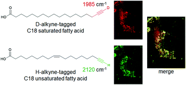 Graphical abstract: Deuteration of terminal alkynes realizes simultaneous live cell Raman imaging of similar alkyne-tagged biomolecules