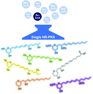 Graphical abstract: Heterologous expression of a single fungal HR-PKS leads to the formation of diverse 2-alkenyl-tetrahydropyrans in model fungi