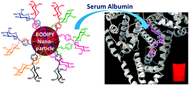 Graphical abstract: A BODIPY-O-glycoside based near-infrared fluorescent sensor for serum albumin