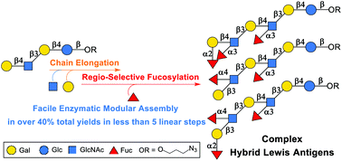 Graphical abstract: Enzymatic modular assembly of hybrid Lewis antigens