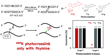 Graphical abstract: Photocrosslinking of DNA using 4-methylpyranocarbazole nucleoside with thymine base selectivity
