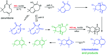 Graphical abstract: Brønsted acid-induced transannulation of the phytochemical zerumbone