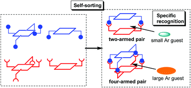 Graphical abstract: Four- and two-armed hetero porphyrin dimers: their specific recognition and self-sorting behaviours