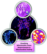 Graphical abstract: Stress-responsive rhodamine bioconjugates for membrane-potential-independent mitochondrial live-cell imaging and tracking