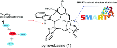 Graphical abstract: Pyrrovobasine, hybrid alkylated pyrraline monoterpene indole alkaloid pseudodimer discovered using a combination of mass spectral and NMR-based machine learning annotations