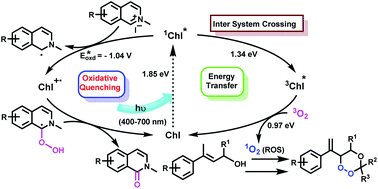 Graphical abstract: Harnessing selective PET and EnT catalysis by chlorophyll to synthesize N-alkylated quinoline-2(1H)-ones, isoquinoline-1(2H)-ones and 1,2,4-trioxanes