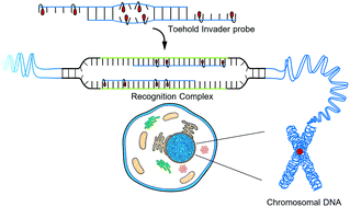Graphical abstract: Recognition of double-stranded DNA using LNA-modified toehold Invader probes