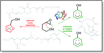 Graphical abstract: Synthetic and biosynthetic methods for selective cyclisations of 4,5-epoxy alcohols to tetrahydropyrans