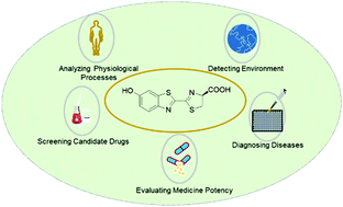 Graphical abstract: Constructing firefly luciferin bioluminescence probes for in vivo imaging