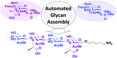 Graphical abstract: Automated glycan assembly of peptidoglycan backbone fragments