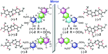 Graphical abstract: (±)-Usphenethylones A–C, three pairs of heterodimeric polyketide enantiomers from Aspergillus ustus 3.3904