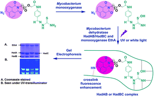 Graphical abstract: Fluorescently labelled thioacetazone for detecting the interaction with Mycobacterium dehydratases HadAB and HadBC