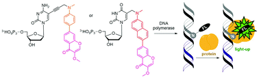 Graphical abstract: Nucleotides bearing aminophenyl- or aminonaphthyl-3-methoxychromone solvatochromic fluorophores for the enzymatic construction of DNA probes for the detection of protein–DNA binding