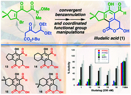 Graphical abstract: Synthesis of illudalic acid and analogous phosphatase inhibitors