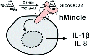 Graphical abstract: Lipophilic glucose monoesters and glycosides are potent human Mincle agonists