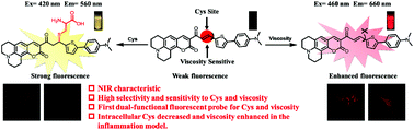 Graphical abstract: A novel dual-functional fluorescent probe for imaging viscosity and cysteine in living system