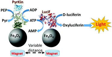 Graphical abstract: A magneto-controlled biocatalytic cascade with a fluorescent output