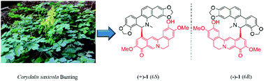 Graphical abstract: (±)-Corysaxicolaine A: a pair of antitumor enantiomeric alkaloid dimers from Corydalis saxicola