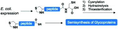 Graphical abstract: Optimizing the Semisynthesis towards glycosylated interferon-β-polypeptide by utilizing bacterial protein expression and chemical modification