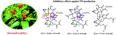 Graphical abstract: Sarcanolides C–E: three new lindenane sesquiterpenoid dimers with anti-inflammatory activities from Sarcandra glabra