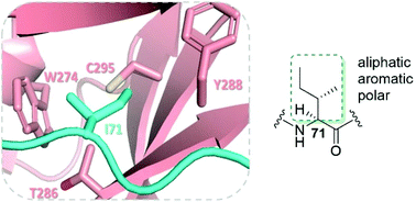 Graphical abstract: Importance of Ile71 in β-actin on histidine methyltransferase SETD3 catalysis