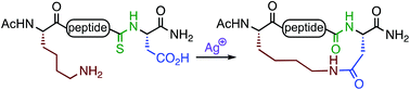 Graphical abstract: Backbone thioamide directed macrocyclisation: lactam stapling of peptides