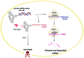 Graphical abstract: A dual therapeutic system based on corrole-siRNA conjugates