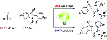 Graphical abstract: Cascade cyclization for the synthesis of indolo[2,1-α]isoquinoline derivatives via visible-light-induced halogen-atom-transfer (XAT) and hydrogen-atom-transfer (HAT)