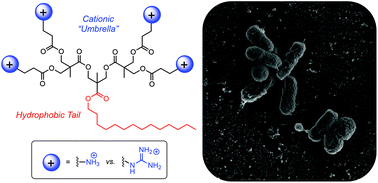 Graphical abstract: Guanidium-functionalized cationic molecular umbrellas as antibacterial agents