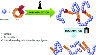 Graphical abstract: ε-Thionocaprolactone: an accessible monomer for preparation of degradable poly(vinyl esters) by radical ring-opening polymerization