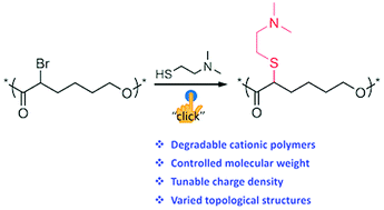 Graphical abstract: Synthesis of fully degradable cationic polymers with various topological structures via postpolymerization modification by using thio-bromo “click” reaction