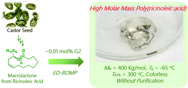 Graphical abstract: High molar mass poly(ricinoleic acid) via entropy-driven ring-opening metathesis polymerization