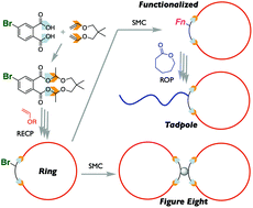 Graphical abstract: Construction of ring-based architectures via ring-expansion cationic polymerization and post-polymerization modification: design of cyclic initiators from divinyl ether and dicarboxylic acid