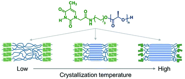 Graphical abstract: Nucleobase-monofunctionalized supramolecular poly(l-lactide): controlled synthesis, competitive crystallization, and structural organization