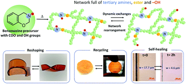 Graphical abstract: Polybenzoxazines: a sustainable platform for the design of fast responsive and catalyst-free vitrimers based on trans-esterification exchanges
