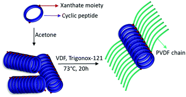 Graphical abstract: Fluorinated nanotubes: synthesis and self-assembly of cyclic peptide–poly(vinylidene fluoride) conjugates