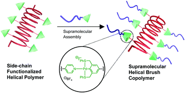 Graphical abstract: Side-chain functionalized supramolecular helical brush copolymers