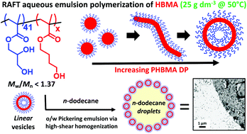 Graphical abstract: Synthesis of diblock copolymer spheres, worms and vesicles via RAFT aqueous emulsion polymerization of hydroxybutyl methacrylate