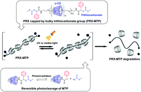 Graphical abstract: Visible light-degradable supramolecular gels comprising cross-linked polyrotaxanes capped with trithiocarbonate groups