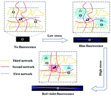 Graphical abstract: Multicolor mechanochromism of a multinetwork elastomer that can distinguish between low and high stress