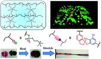 Graphical abstract: Multi-responsive, injectable, and self-healing hydrogels based on benzoxaborole–tannic acid complexation