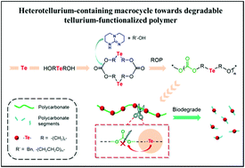 Graphical abstract: Heterotellurium-containing macrocycles towards degradable tellurium-functionalized polymers