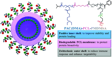 Graphical abstract: Synthesis of zwitterionic chimeric polymersomes for efficient protein loading and intracellular delivery