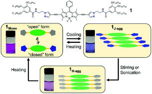 Graphical abstract: Supramolecular polymerization of BODIPY dyes extended with rationally designed pyrazole-based motifs