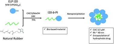 Graphical abstract: Unprecedented coupling of natural rubber and ELP: synthesis, characterization and self-assembly properties