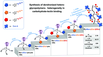 Graphical abstract: Carbohydrate–lectin recognition of well-defined heterogeneous dendronized glycopolymers: systematic studies on the heterogeneity in glycopolymer–lectin binding